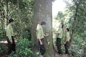 Bắc Yên: Tăng cường công tác quản lý, bảo vệ, phát triển và PCCCR