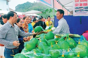 Xây dựng và phát triển mô hình HTX