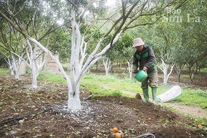 Mở rộng diện tích trồng cây ăn quả theo hướng hữu cơ