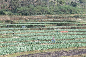 Chiềng Khoa chuyển hướng sản xuất nông nghiệp