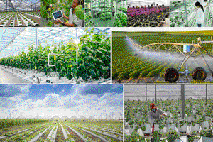 Thu hút đầu tư nông nghiệp ứng dụng công nghệ cao