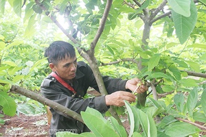 Toàn tỉnh: Gần 6 tỷ đồng hỗ trợ sản xuất nông nghiệp hữu cơ