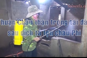 Thuận Châu thận trọng tái đàn sau dịch tả lợn châu Phi