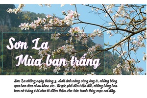 Sơn La mùa ban trắng