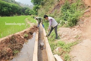 Yên Châu tập trung chống hạn cho lúa xuân 