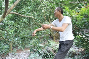 Nông dân thị trấn Mộc Châu giúp nhau phát triển kinh tế