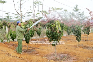 Mai Sơn chăm sóc vùng xoài xuất khẩu