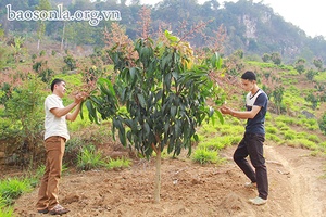 Phát huy vai trò của Hội Nông dân