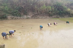 Toàn tỉnh gieo trồng trên 5 nghìn ha vụ đông xuân
