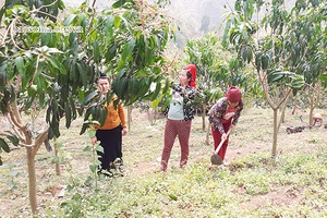 Hội nghị trực tuyến thúc đẩy sản xuất nông nghiệp trong điều kiện dịch bệnh COVID-19