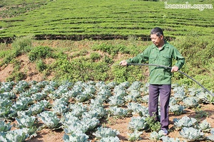 Mô hình liên kết trồng rau ở Tô Múa