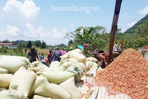 Chế biến phụ phẩm nông nghiệp làm thức ăn gia súc