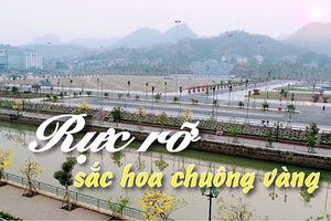 Rực rỡ sắc hoa chuông vàng