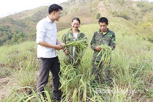 Trồng sả lấy tinh dầu ở Bắc Phong