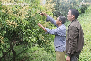 Màu xanh no ấm ở Suối Bàng