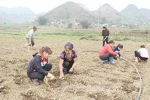 Vân Hồ mở rộng diện tích rau an toàn