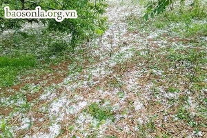 Mộc Châu: Mưa đá gây thiệt hại hoa màu của người dân