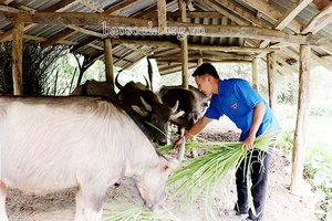 Năng động trong phát triển kinh tế gia đình