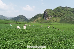 Sản xuất nông sản hướng đến xuất khẩu