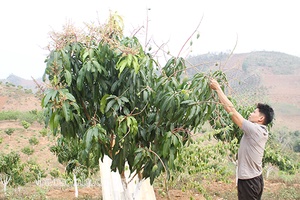 Bản Bon chuyển đổi cơ cấu cây trồng