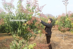 Hướng đi mới trong phát triển vùng xoài nguyên liệu