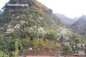 Mộc Châu mùa hoa ban nở