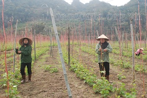 Mường Sang thực hiện tiêu chí xây dựng nông thôn mới nâng cao