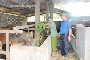 Phát triển chăn nuôi gia súc nhốt chuồng