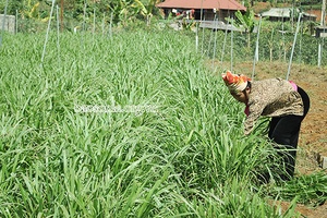 Trung tâm Khuyến nông tỉnh tích cực giúp đỡ xã khó khăn