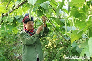 Mường Bon mở rộng diện tích trồng rau màu