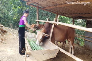 Chi hội trưởng năng động