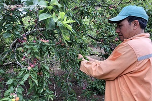 Cần chung tay "giải cứu" mận tam hoa