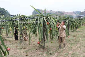 Đẩy mạnh sản xuất nông nghiệp sử dụng phân bón hữu cơ