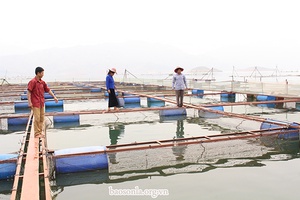 Nông dân Quỳnh Nhai thi đua sản xuất, kinh doanh giỏi