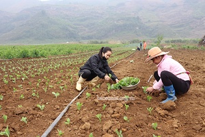 Liên kết sản xuất rau an toàn ở xã Tân Lập