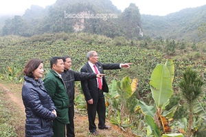 Nâng cao hiệu quả phong trào “Cựu chiến binh gương mẫu”