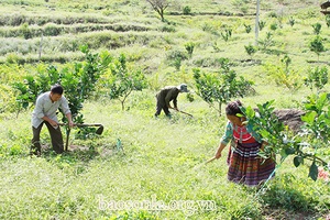 Phát huy vai trò Hội Nông dân trong phát triển kinh tế - xã hội