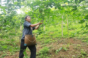 Đồng bào dân tộc Mông Yên Châu thực hiện tốt cam kết “5 có, 5 không”