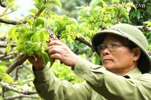 Những cựu chiến binh làm kinh tế giỏi