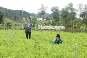 Sẵn sàng cho vụ trồng rừng mới