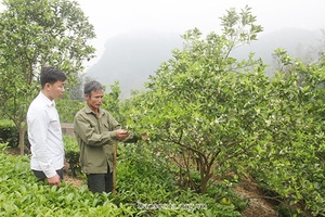 Phát triển vùng cây ăn quả tập trung gắn với du lịch nông nghiệp