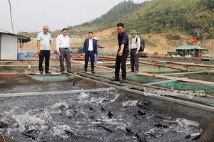 Huấn luyện viên thể dục cho...cá