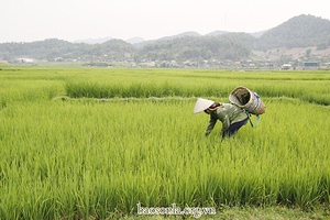 Sốp Cộp tập trung chăm sóc lúa xuân