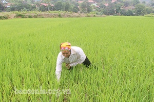 Mường Men tích cực chăm sóc lúa xuân