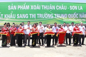 Thuận Châu: Xuất khẩu 20 tấn xoài đầu tiên sang thị trường Trung Quốc