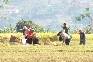 Chiềng Khoang vào thu hoạch lúa chiêm xuân