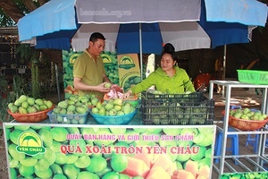 Thương hiệu xoài tròn Yên Châu