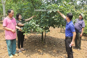 Cách làm hay ở tiểu khu Bó Bun