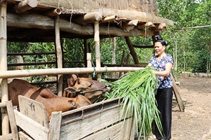 Chi hội phó phụ nữ làm kinh tế giỏi