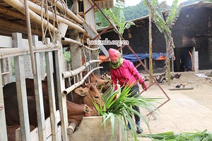 Hiệu quả nguồn vốn Quỹ hỗ trợ nông dân ở Mai Sơn